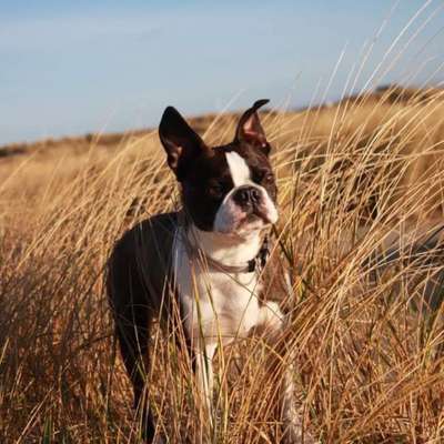 Hundetreffen-Gassirunde in Hagen und Umgebung