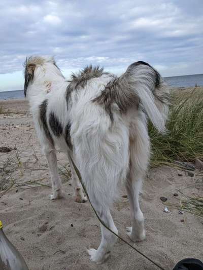 Gibts hier Mioritic Besitzer?-Beitrag-Bild