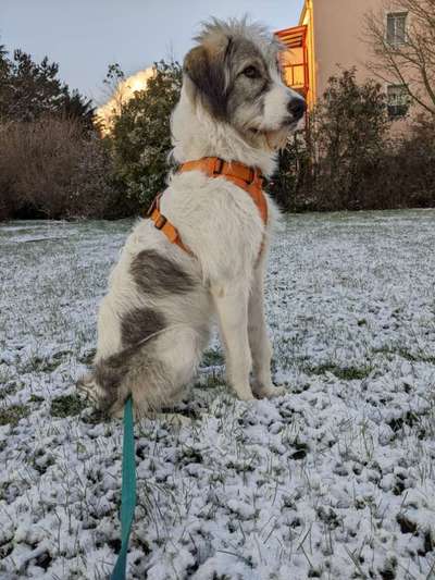 Gibts hier Mioritic Besitzer?-Beitrag-Bild