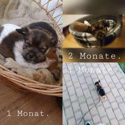 Welpen Bilder !-Beitrag-Bild