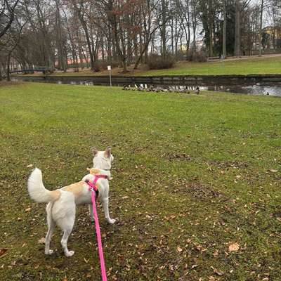 Hundetreffen-Gassirunde im und um den Hofgarten in Bayreuth-Bild