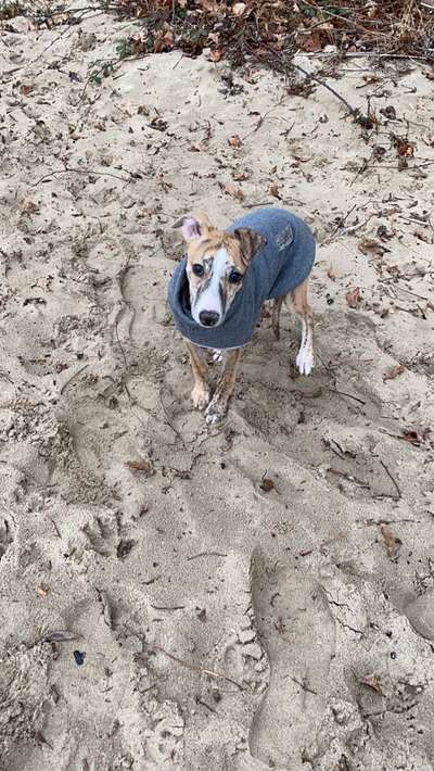 Whippet-Beitrag-Bild