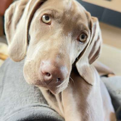 Hundetreffen-Welpen&Junghundtreff-Bild