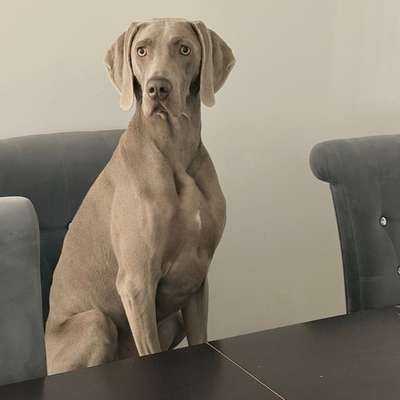 Hundetreffen-Welpen&Junghundtreff-Bild