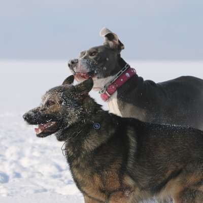 Hundetreffen-Hunderunde-Bild