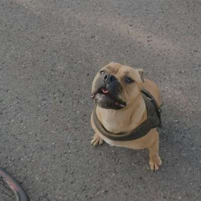 Hundetreffen-Gassi Runde/ Spiel Freude-Bild