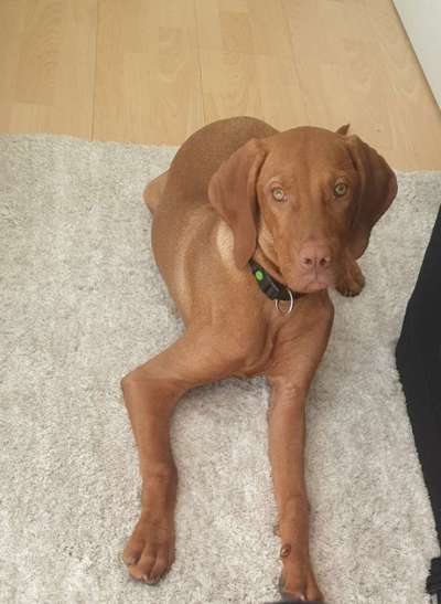 Magyar Vizsla UK-Beitrag-Bild