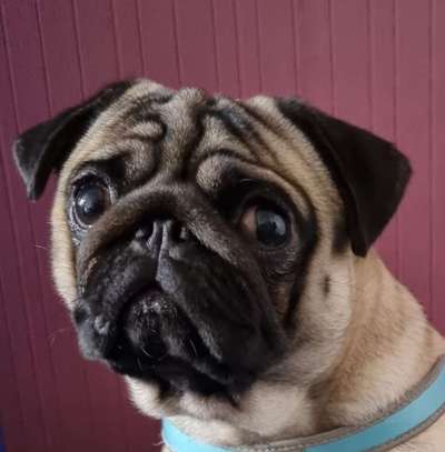 Fotochallange Nr. 57     PORTRÄT.   Beendet!!!!!!!!-Beitrag-Bild