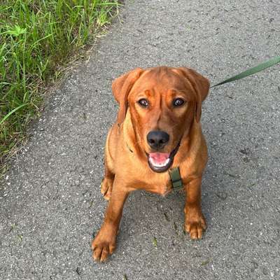 Hundetreffen-Spiele- / Gassirunde in Weinstadt-Bild