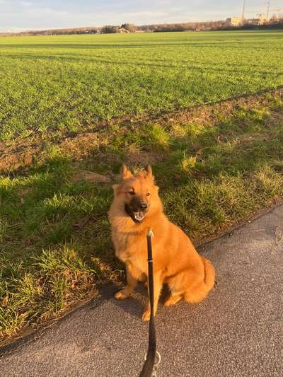 Dogorama Photo Challenge - Hundeblick zum hinschmelzen-Beitrag-Bild