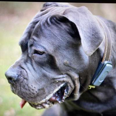 Hundetreffen-Gassi Runde-Bild