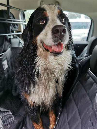 Berner Sennen-Beitrag-Bild