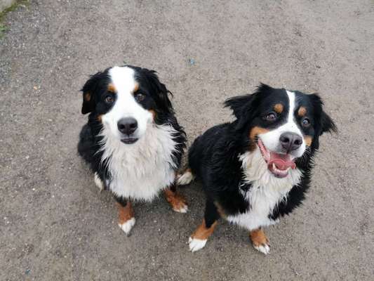 Berner Sennen-Beitrag-Bild