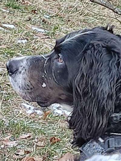 FOTOCHALLENGE 72 - Glücklicher Hund im Schmuddel-Look-Beitrag-Bild