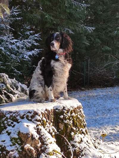 Mischlingshunde Foto Aufruf-Beitrag-Bild