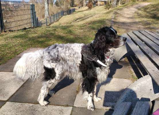 Mischlingshunde Foto Aufruf-Beitrag-Bild