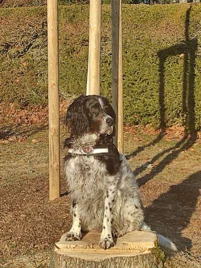 Mischlingshunde Foto Aufruf-Beitrag-Bild