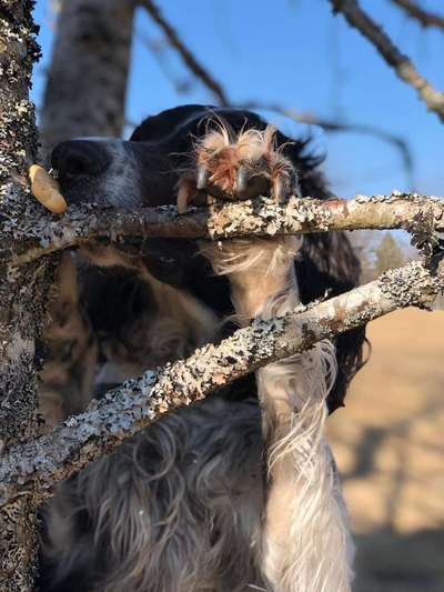 FOTOCHALLENGE 72 - Glücklicher Hund im Schmuddel-Look-Beitrag-Bild