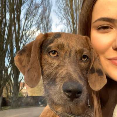 Hundetreffen-Hundetreff-Profilbild