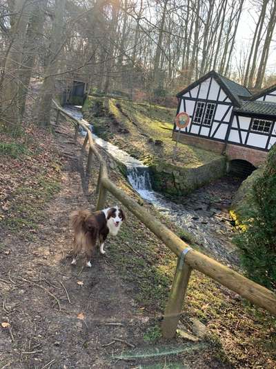 Hundeauslaufgebiet-Magartetenhöhe Wald-Bild