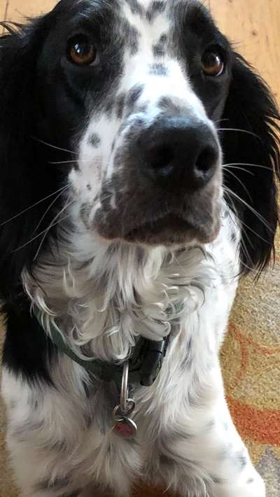 Kleiner Münsterländer!-Beitrag-Bild