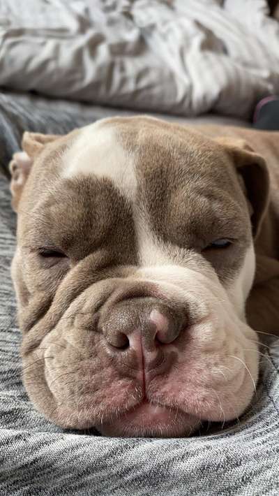 Olde English Bulldogge-Beitrag-Bild
