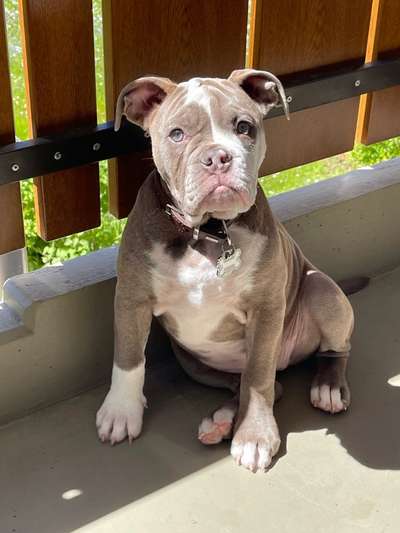 Olde English Bulldogge-Beitrag-Bild