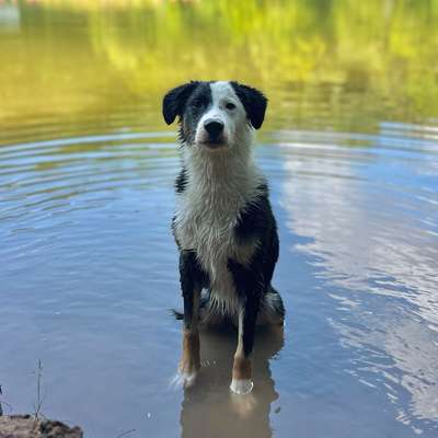 Hundetreffen-Gassirunde mit Training und Spiel 🫶🏼-Bild