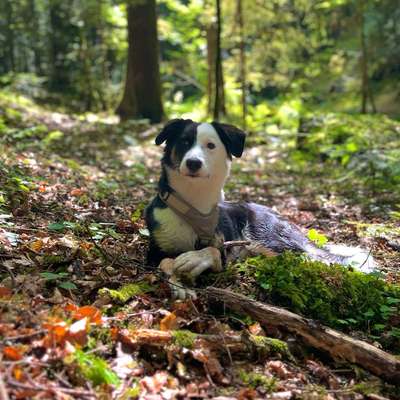 Hundetreffen-Gassirunde mit Training und Spiel 🫶🏼-Bild
