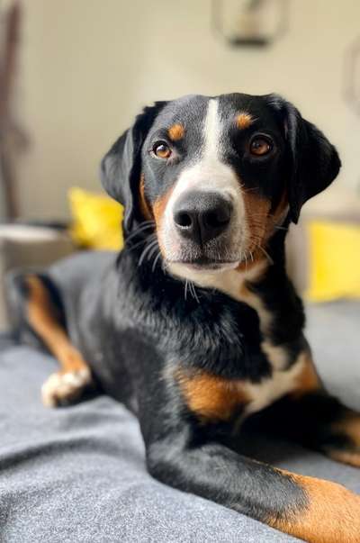 Appenzeller Sennenhunde-Beitrag-Bild