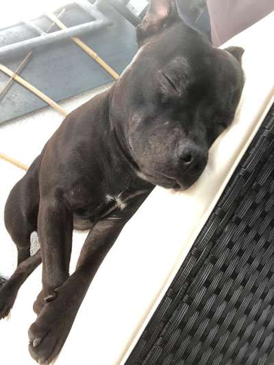 Freunde von 'Kampfhunden'-Beitrag-Bild