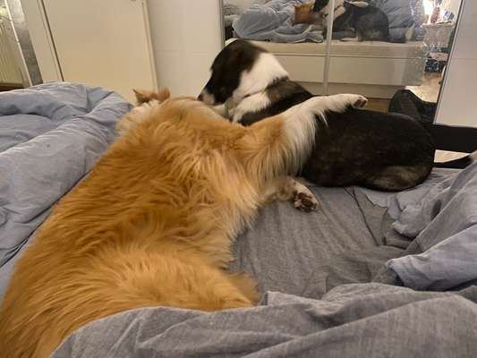 Gemeinsames Kuscheln im Bett!-Beitrag-Bild