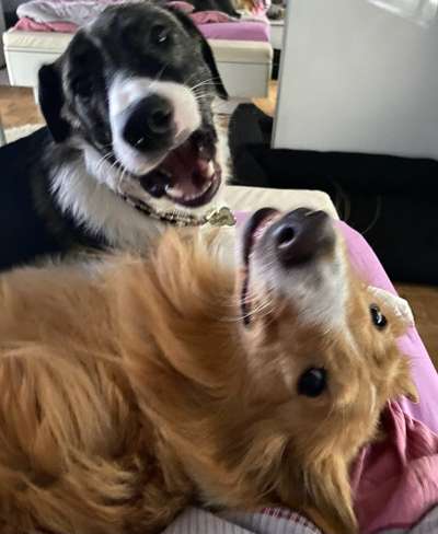 Die Dogorama Kalender Challenge Titelbild-Beitrag-Bild