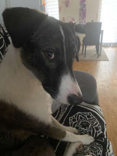 Zeigt mir die tollste Nahaufnahme von eurer Fellnase-Beitrag-Bild