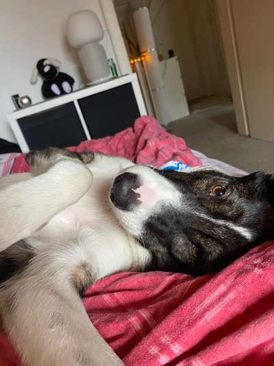 Gemeinsames Kuscheln im Bett!-Beitrag-Bild