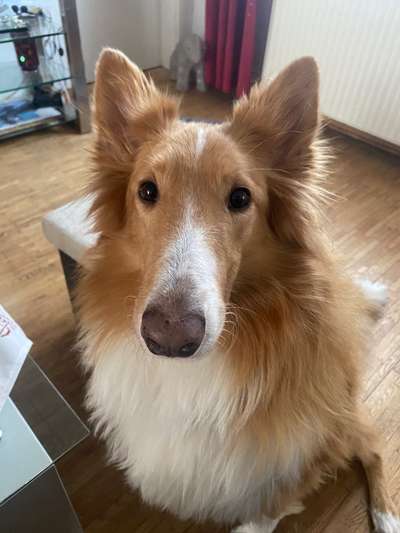 Zeigt mir die tollste Nahaufnahme von eurer Fellnase-Beitrag-Bild