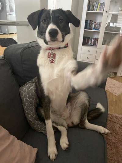 Mischlingshunde Foto Aufruf-Beitrag-Bild