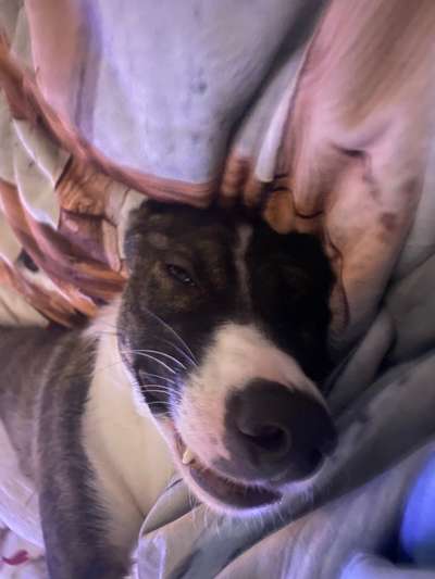 Zeigt mir die tollste Nahaufnahme von eurer Fellnase-Beitrag-Bild