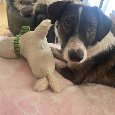 Hunde aus Griechenland-Beitrag-Bild