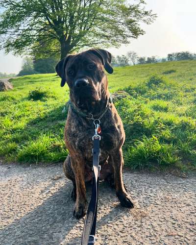 Boerboels-Beitrag-Bild