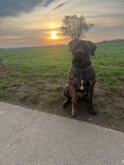 Boerboels-Beitrag-Bild