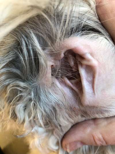 Ohrmilben-Beitrag-Bild