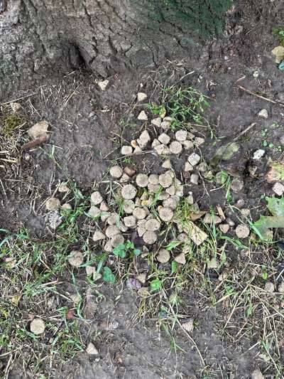 Giftköder-Vermutlicher Giftköder-Bild