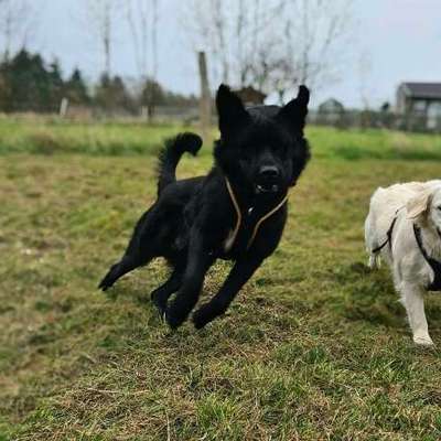 Hundetreffen-Neue Freundschaften durch Gassi- und Spielrunden-Bild