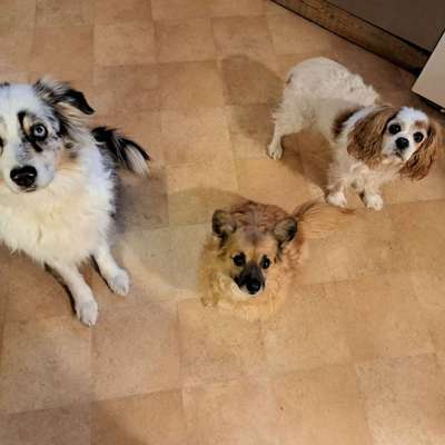 Hundetreffen-Gemeinsame Gassirunden-Bild