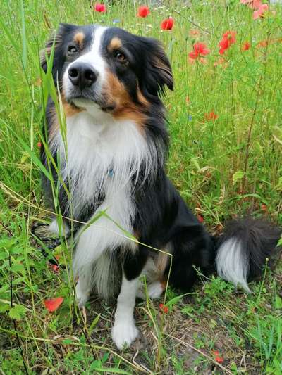 Die Dogorama Kalender Challenge 4/4-Beitrag-Bild