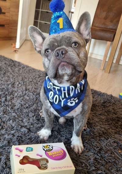 Französische Bulldoggen-Beitrag-Bild