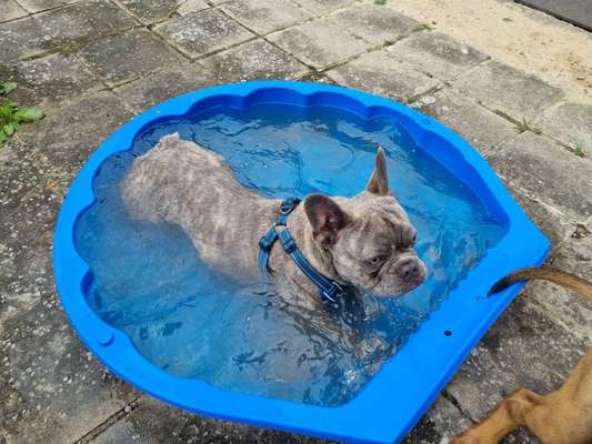 Französische Bulldoggen-Beitrag-Bild