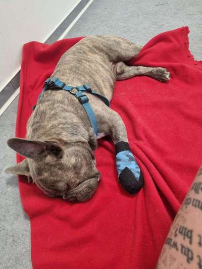 Französische Bulldoggen-Beitrag-Bild