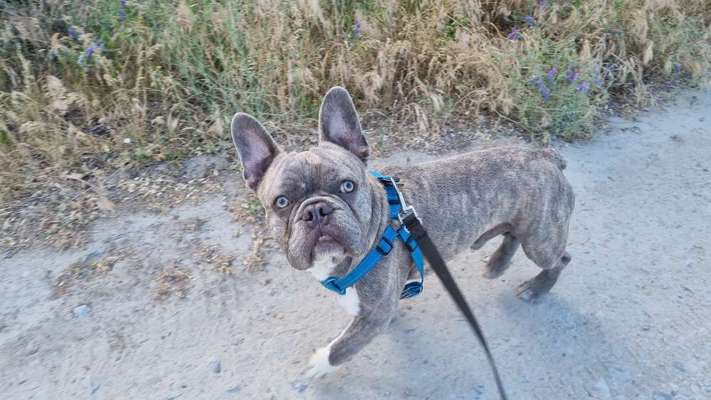 Französische Bulldoggen-Beitrag-Bild